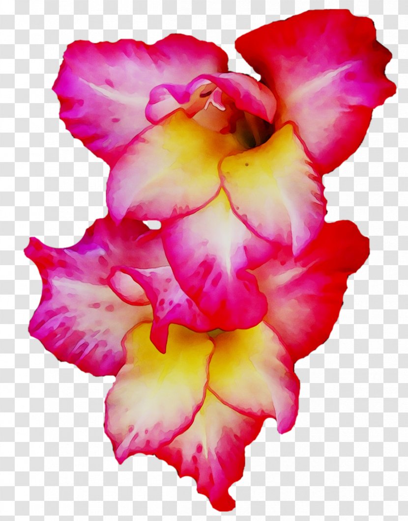 Gladiolus Cut Flowers Cattleya Orchids Pink M - Plant - Magenta Transparent PNG