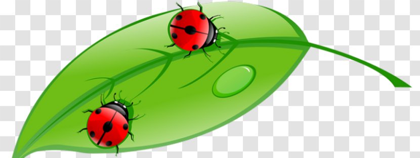 Stock Illustration Royalty-free - Footage - Ladybug Transparent PNG