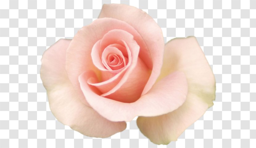 Desktop Wallpaper Rose Moto X Flower - Family Transparent PNG