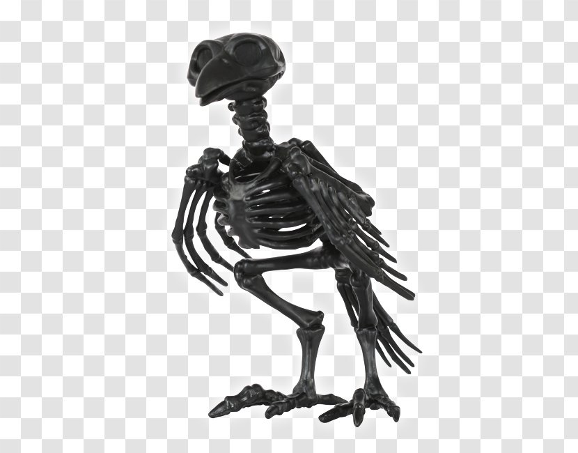 Human Skeleton Bone Skull Animal Transparent PNG
