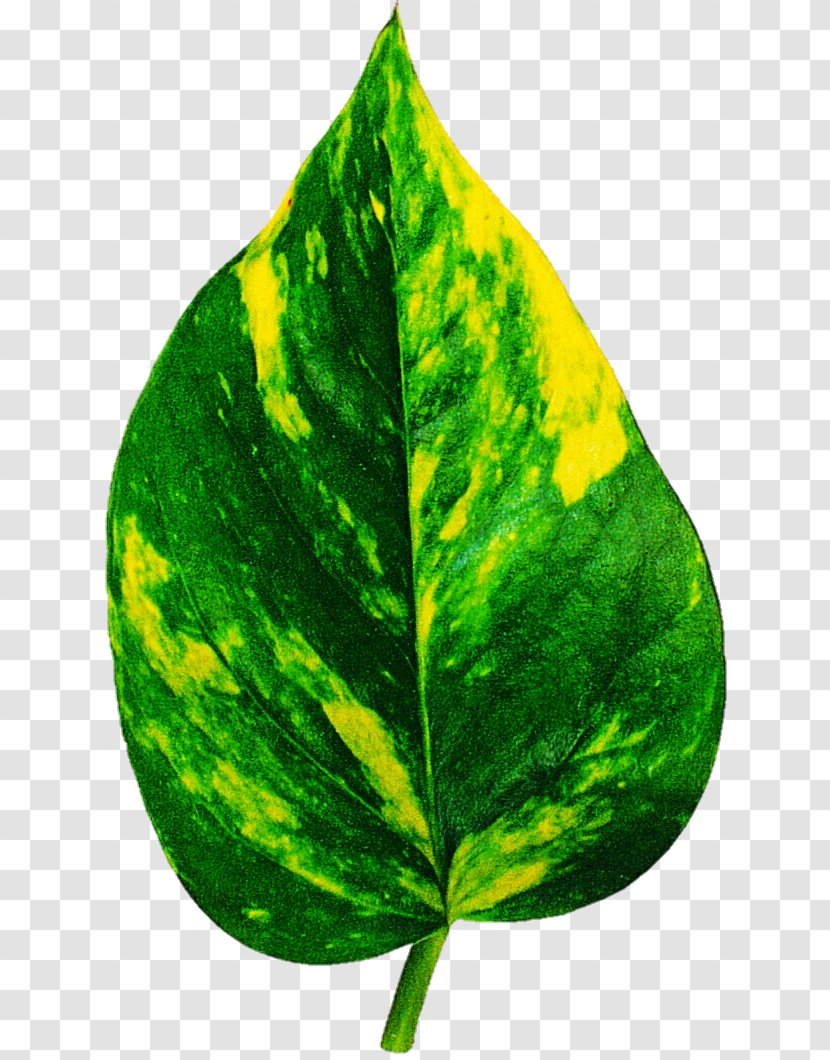 Leaf Houseplant Care Dieffenbachia Seguine Amoena - Bulb Transparent PNG