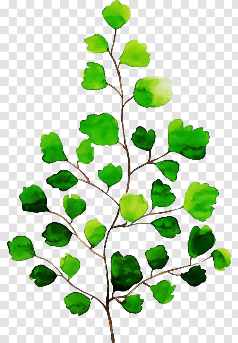 Plant Stem Leaf Green Plants Science Transparent PNG