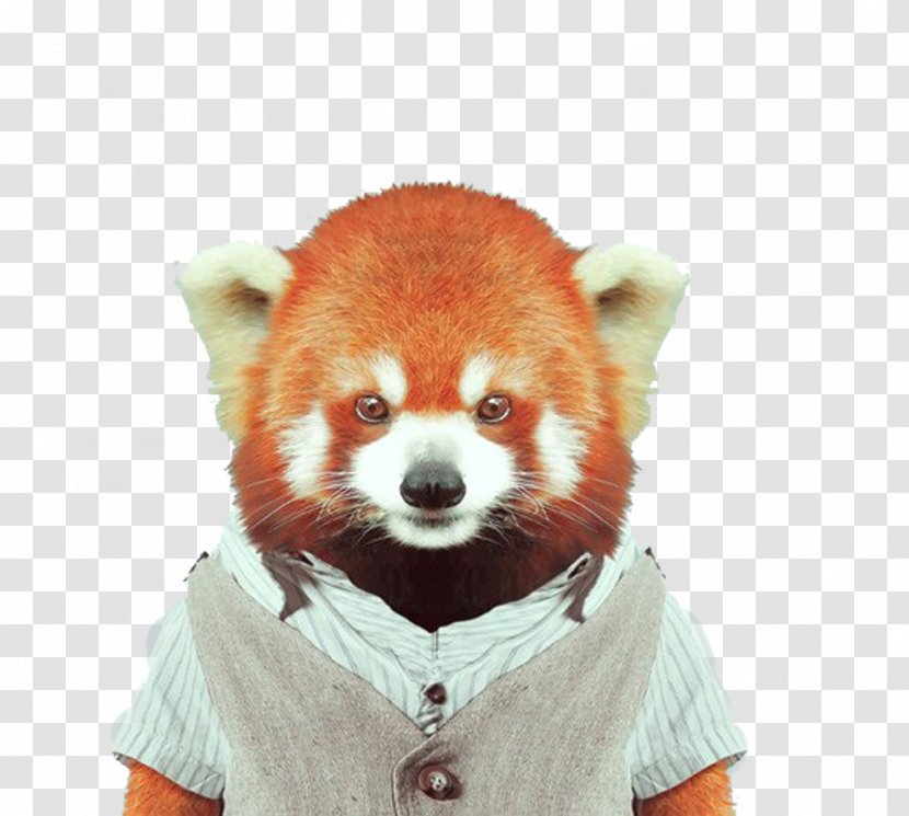 Red Panda Giant Zoo Portraits Bear Clothing - Portrait - Animals Raccoons Transparent PNG
