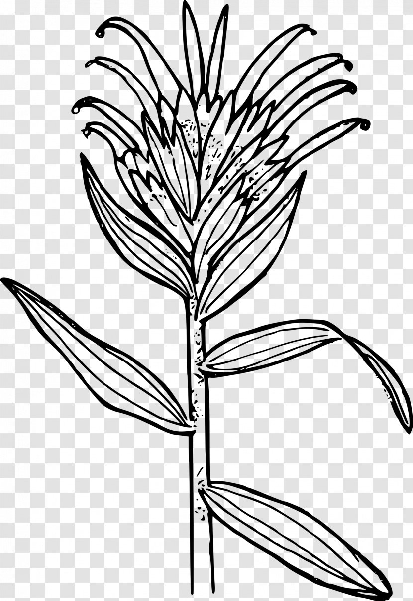 Castilleja Miniata Coloring Book Linariifolia Paintbrush Clip Art - Indian Transparent PNG