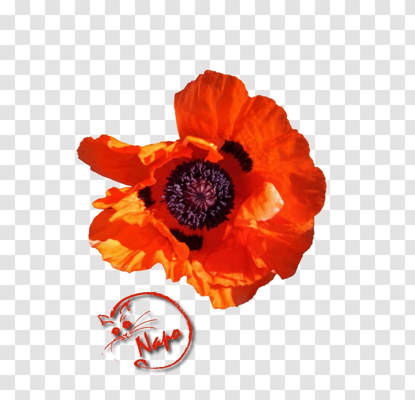 Poppy Centerblog Photography If(we) - Bass - Plant Transparent PNG