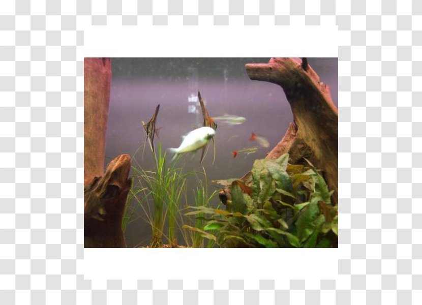 Aquariums Ecosystem Fauna Fresh Water - Plant - Cristal Lamp Transparent PNG