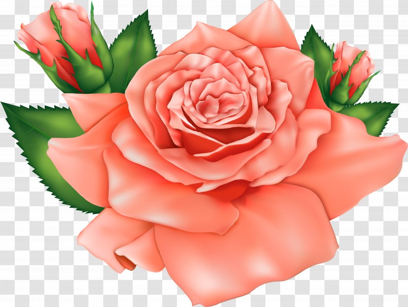 Clip Art Rose Image Illustration - Plant Transparent PNG