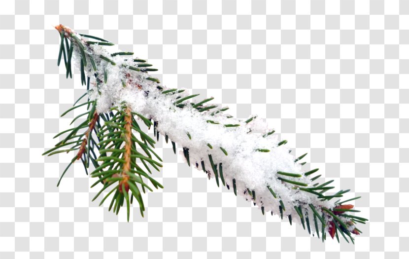 Spruce Tree Clip Art Transparent PNG