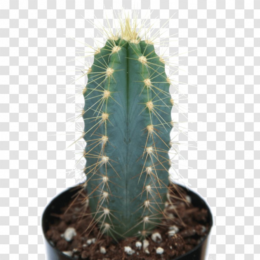 San Pedro Cactus Myrtillocactus Geometrizans Pilosocereus Pachycladus Acanthocereus Tetragonus Mammillaria - Cactaceae - Plant Transparent PNG