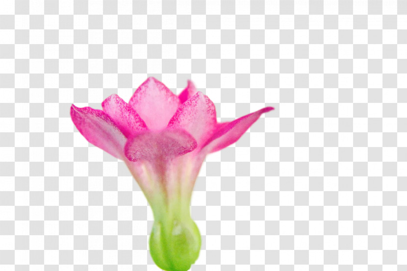 Plant Stem Cut Flowers Bud Tulip Petal Transparent PNG