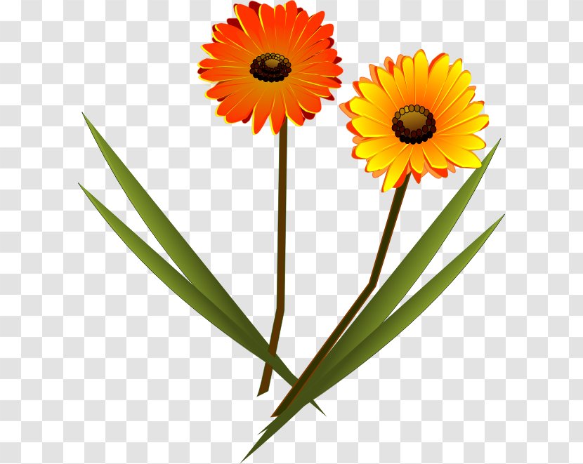 Transvaal Daisy Drawing Clip Art - Plant - Gerbera Transparent PNG