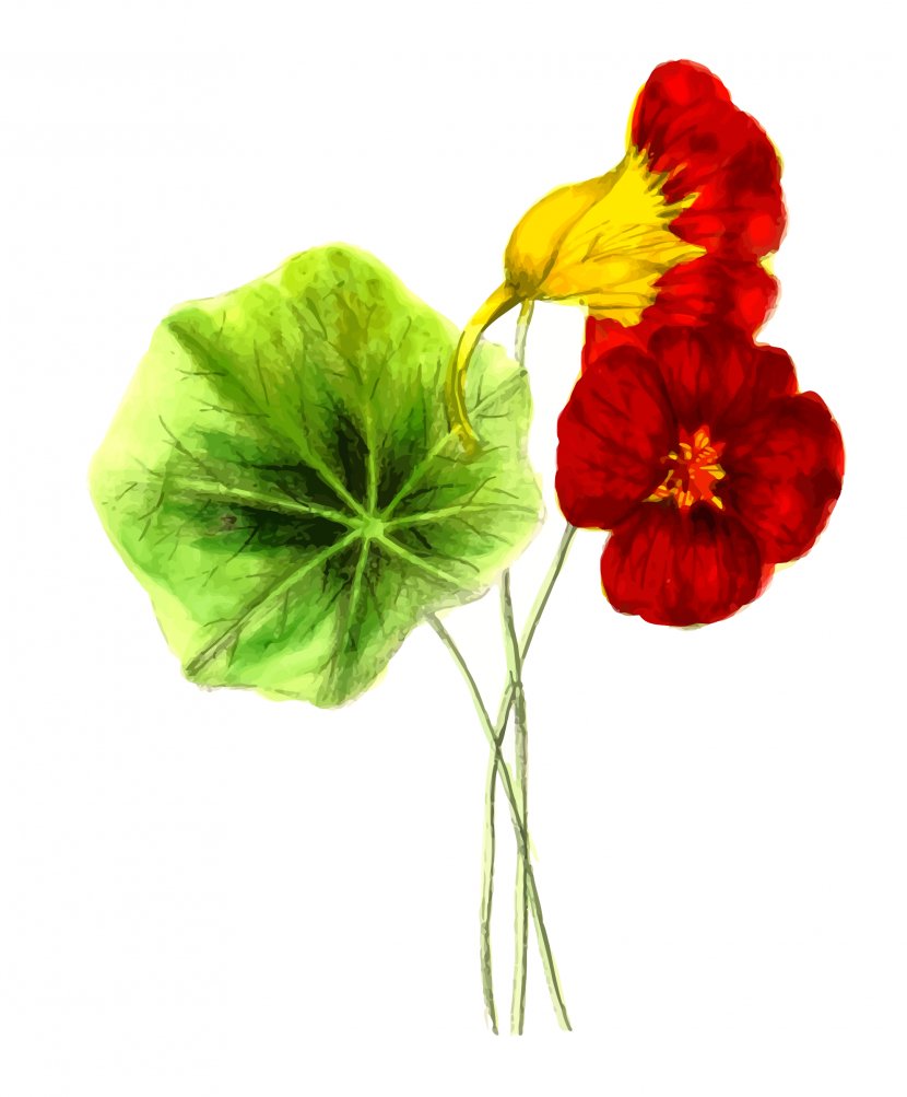 Tropaeolum Flower Clip Art - Flowering Plant - Nasturtium Cliparts Transparent PNG