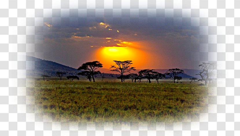 Savanna Africa Desktop Wallpaper Grassland Sunset Transparent PNG