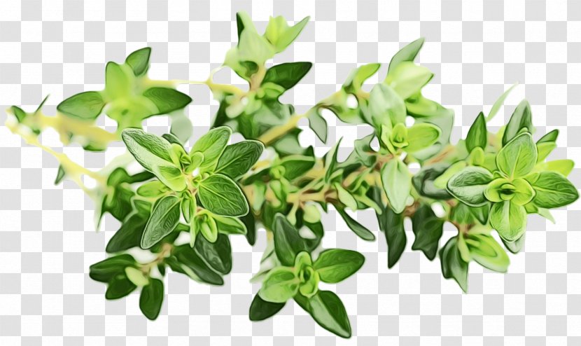 Plant Flower Leaf Herb Fines Herbes - Perennial Winter Savory Transparent PNG