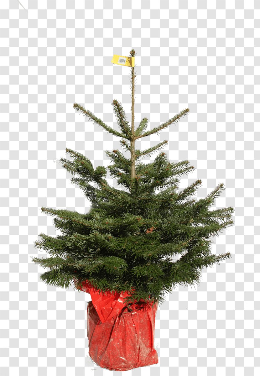 Christmas Tree Day Natural Nordmann Fir - Ornament Transparent PNG