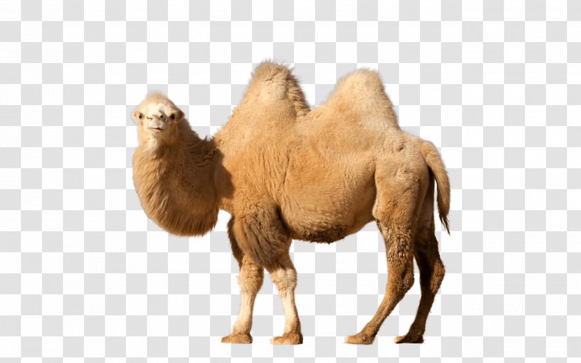 Bactrian Camel Dromedary Clip Art - Terrestrial Animal Transparent PNG