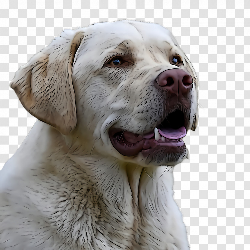 Dog Labrador Retriever Retriever Sporting Group Snout Transparent PNG