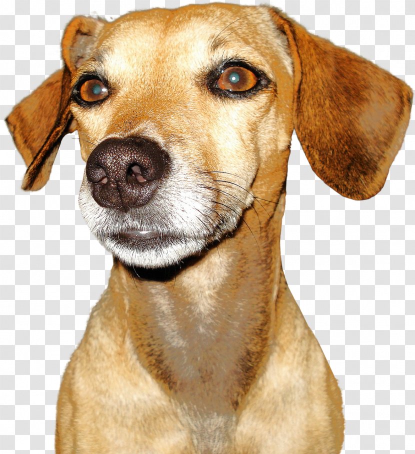 Dog Breed Puppy - Snout Transparent PNG