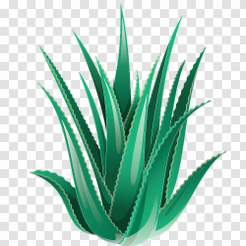 Plant Aloe Vera Dietary Supplement - Agave Azul Transparent PNG