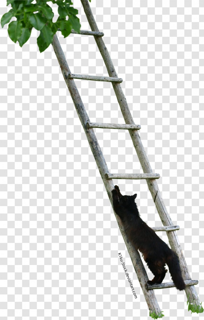 Cat Stock Photography Ladder Transparent PNG