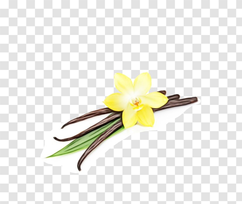 Yellow Flower Frangipani Vanilla Plant - Hair Accessory Fashion Transparent PNG