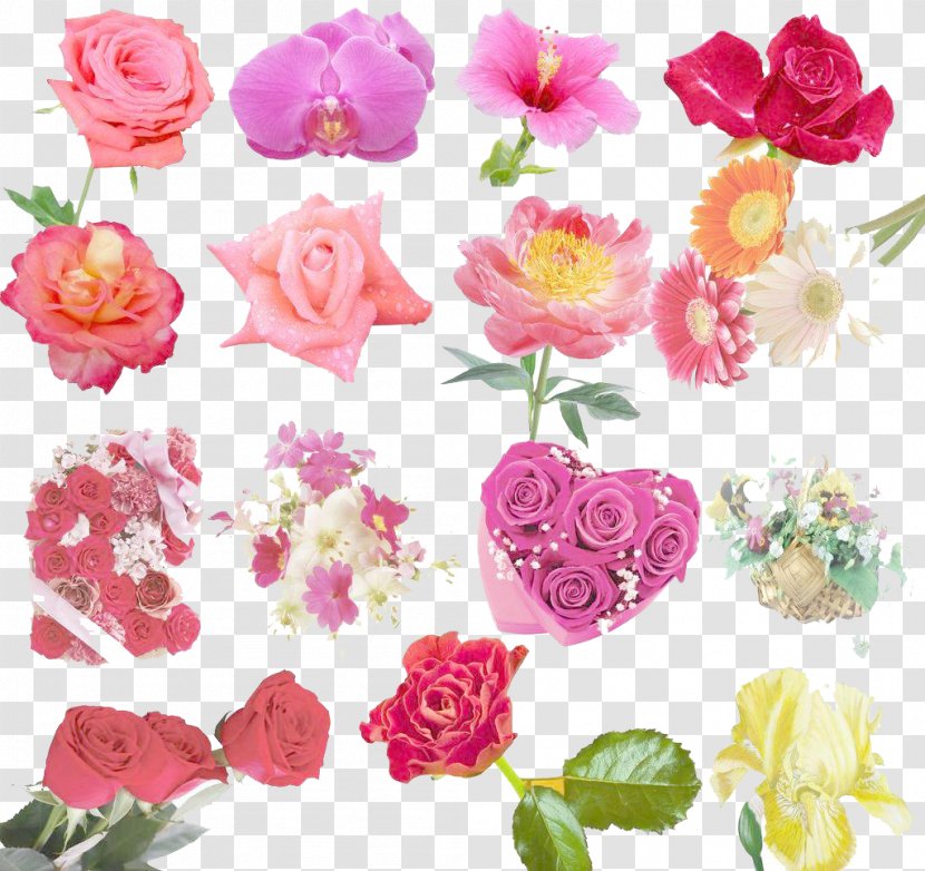 Garden Roses Beach Rose Centifolia Flower - Floral Design - Material Transparent PNG