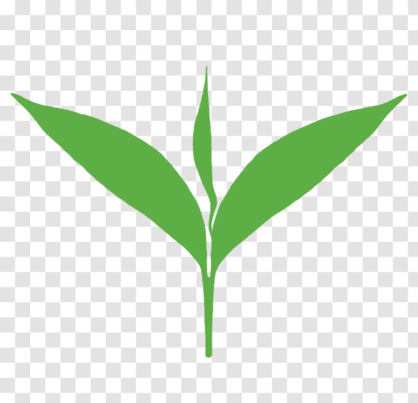 Green Tea Matcha Production In Sri Lanka White - Tealeaf - Leaves Transparent PNG