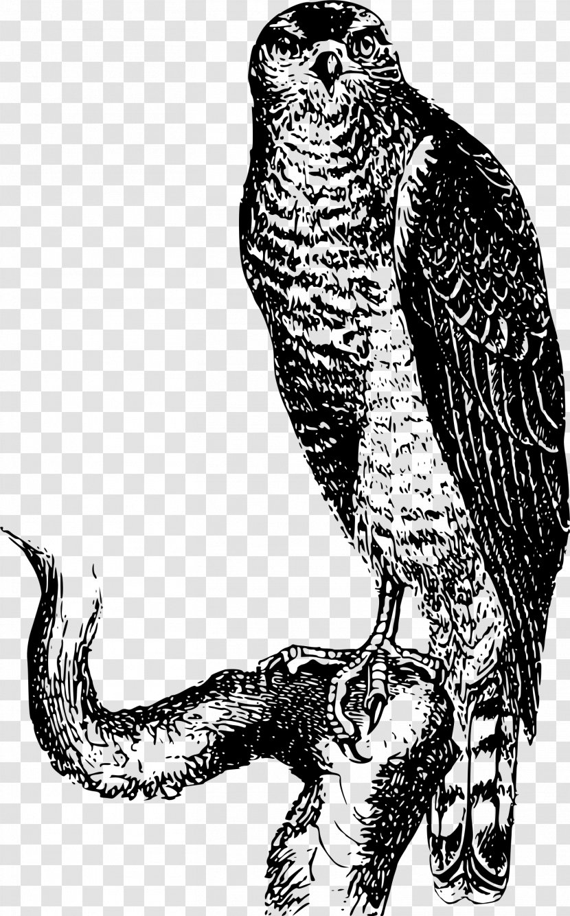 Bird Of Prey Falcon Hawk Clip Art Transparent PNG