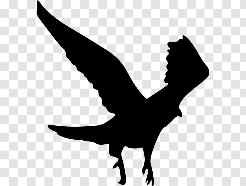 Silhouette Hawk Clip Art - Drawing - Flying Crow Transparent PNG