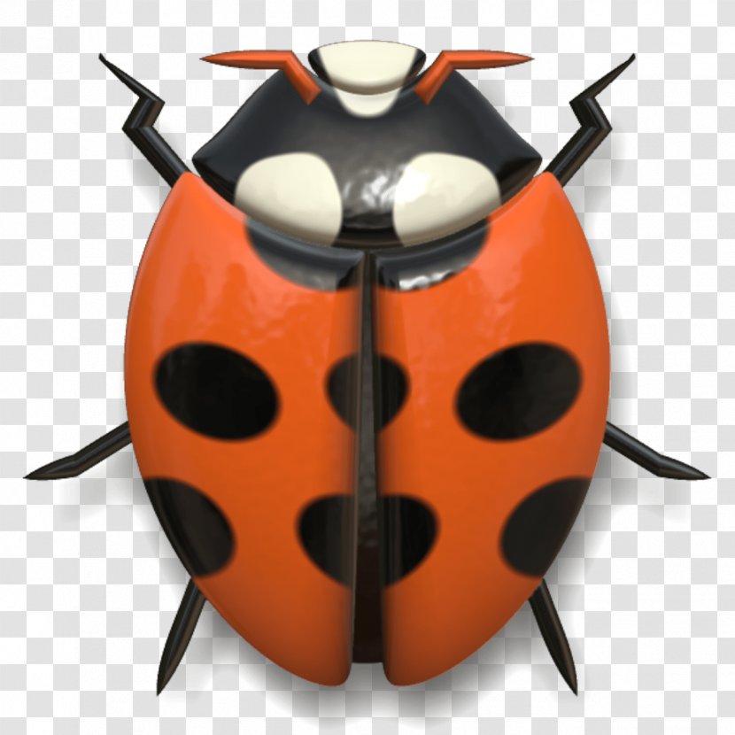 Ladybird Beetle Animal Photography - Invertebrate - Insects Transparent PNG