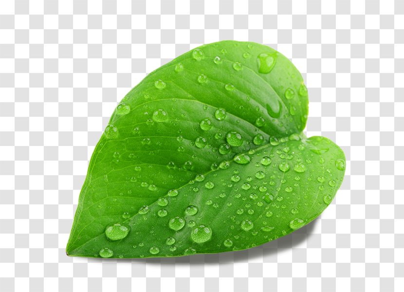 Stock Photography Leaf Image Shutterstock Vector Graphics - Green Transparent PNG