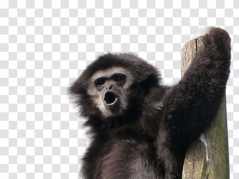 Gorilla Lar Gibbon Primate Monkey - Terrestrial Animal Transparent PNG