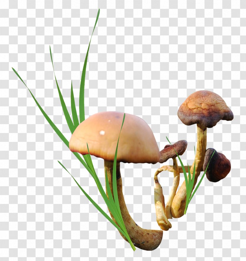 Edible Mushroom Download - Fungus Transparent PNG