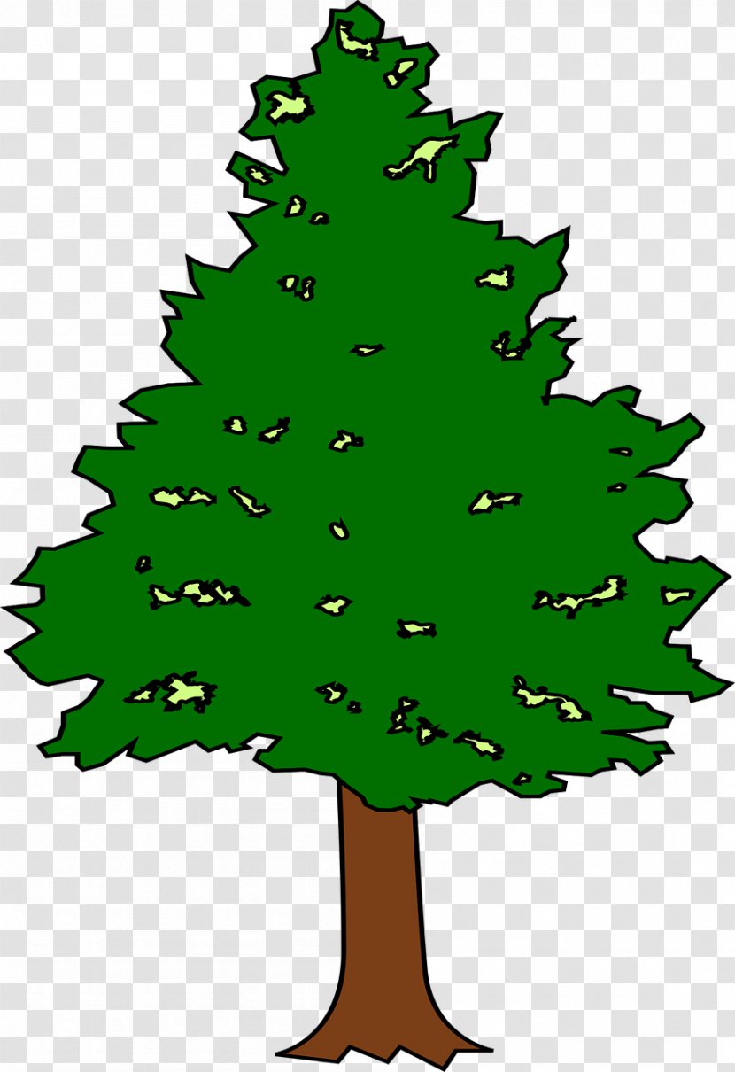 Spruce Fir Leaf Tree Plant Transparent PNG