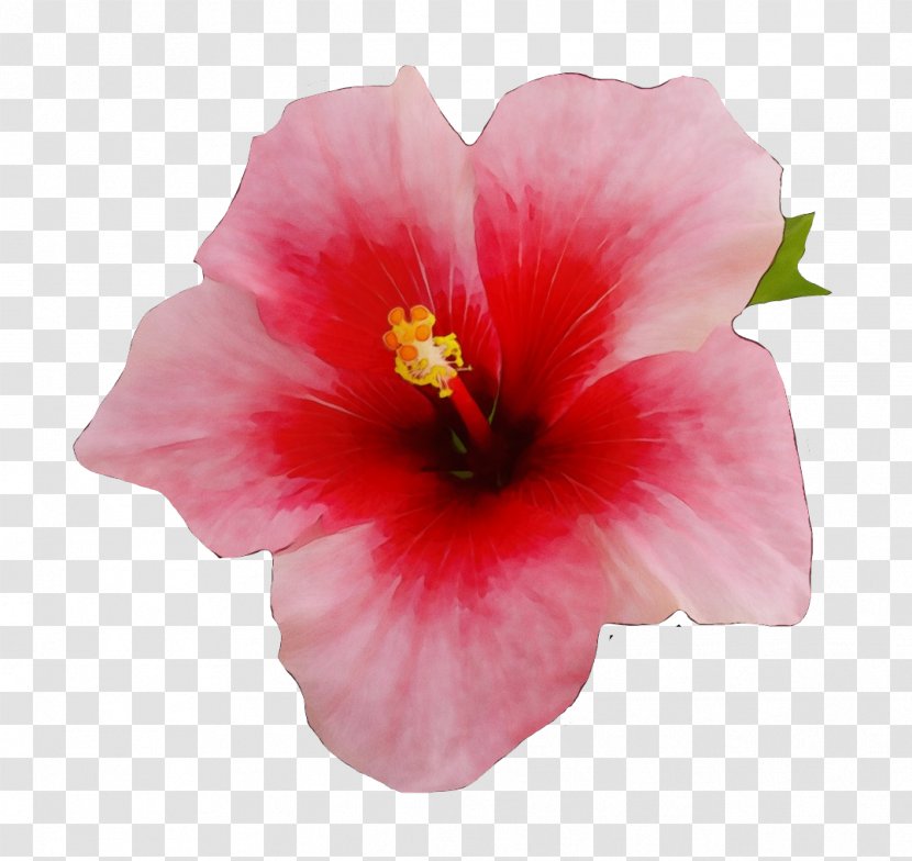 Drawing Of Family - Mallows - Swamp Rose Mallow Transparent PNG