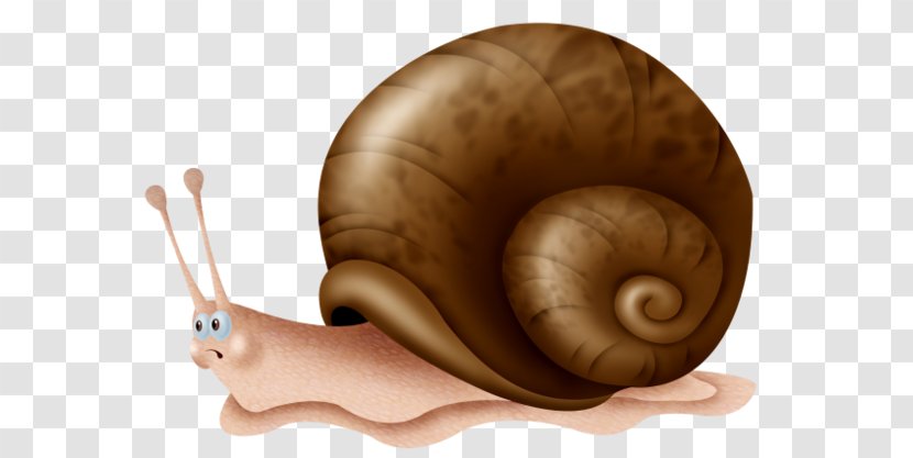 Sea Snail Escargot Orthogastropoda Drawing - Snails And Slugs Transparent PNG