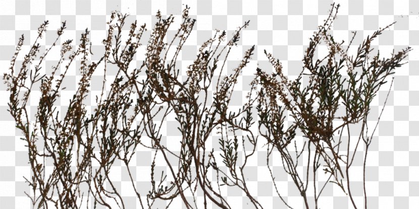 Strelitzia Reginae Plant Texture Mapping Drawing - Grass - Bushes Transparent PNG