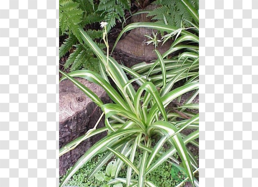 Chlorophytum Comosum NASA Clean Air Study Houseplant Wandering Jew - Plant Propagation - Garden Centre Transparent PNG