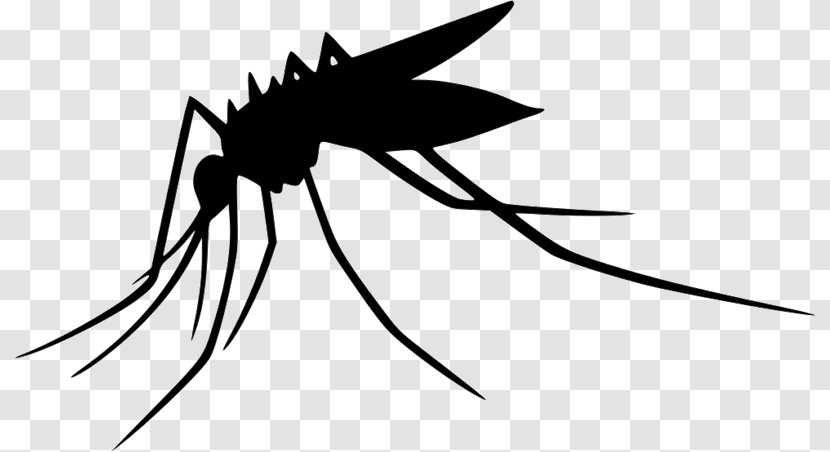 Yellow Fever Mosquito Insect Vector - Invertebrate Transparent PNG