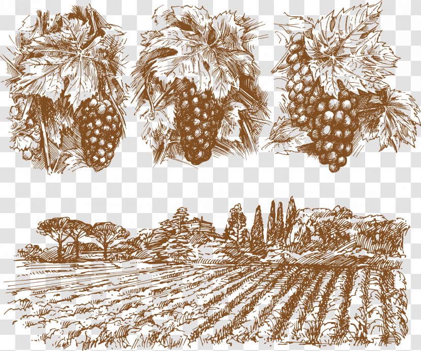 Wine Common Grape Vine Drawing - Grass Family - Hand-painted Vineyard Element Transparent PNG