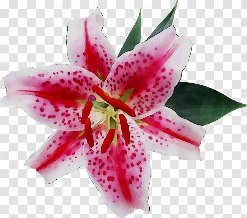 Ornamental Plant Easter Lily Flower Petal Fleur-de-lis - Crinum Transparent PNG