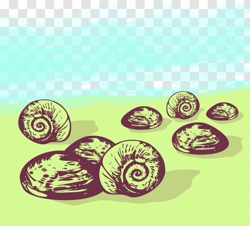 Sea Snail Euclidean Vector - Conch Transparent PNG