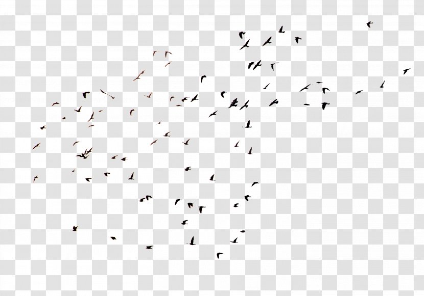 Flock Bird Image Crows - Animal Transparent PNG