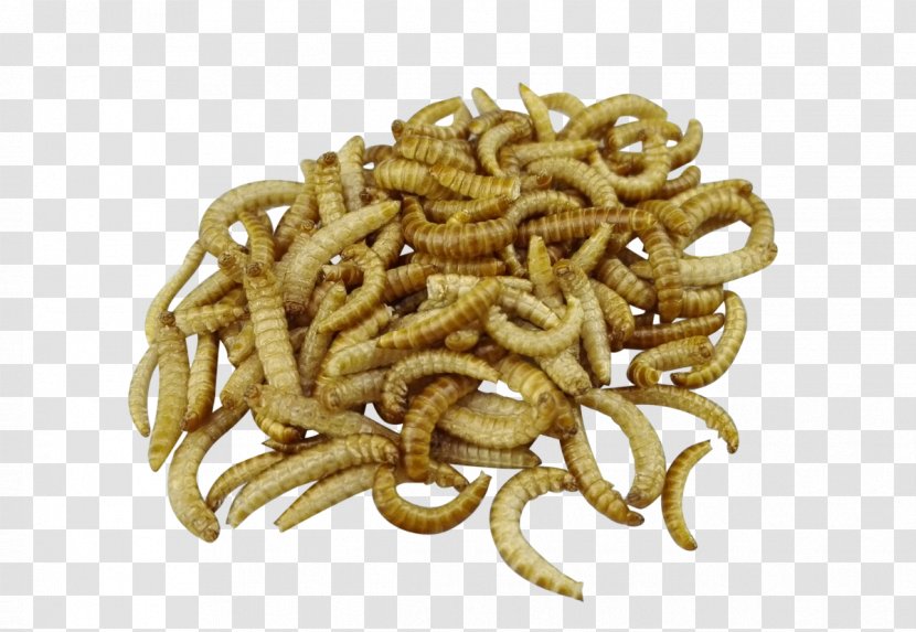 Mealworm Insect Food Larva Flour Transparent PNG