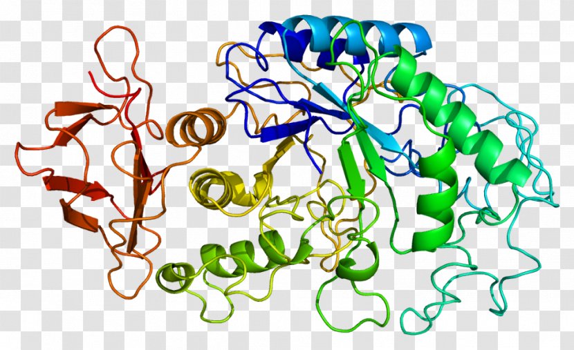 Alpha-amylase AMY1A AMY2B Enzyme - Heart - Proteins Transparent PNG