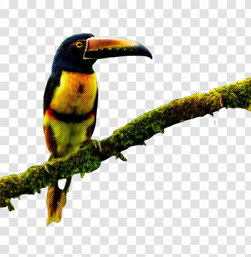 Bird Toucan Beak Piciformes Coraciiformes - Hornbill Transparent PNG