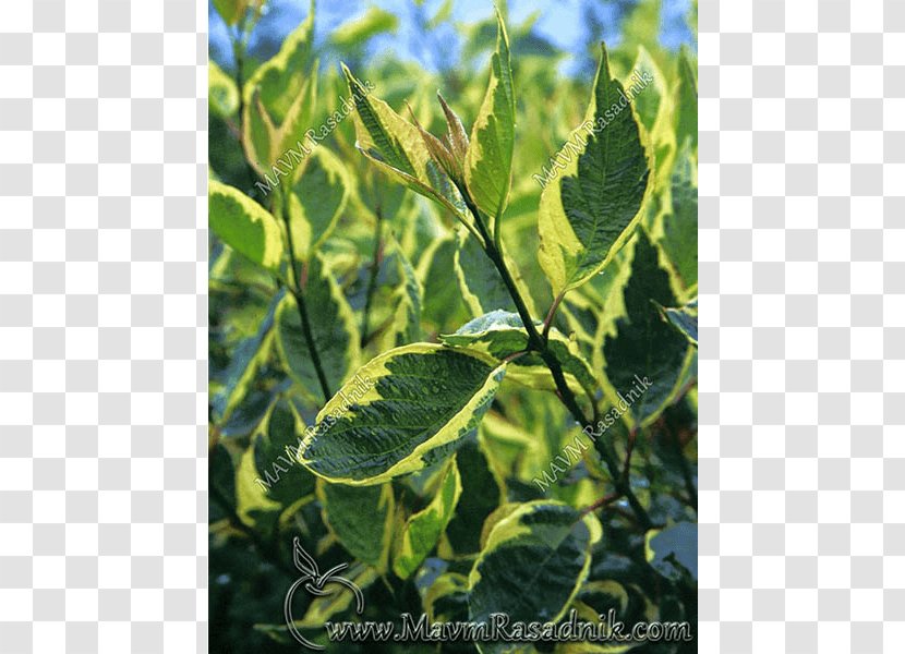 White Dogwood Leaf Shrub Flowering Hedge - Baton Rouge Transparent PNG