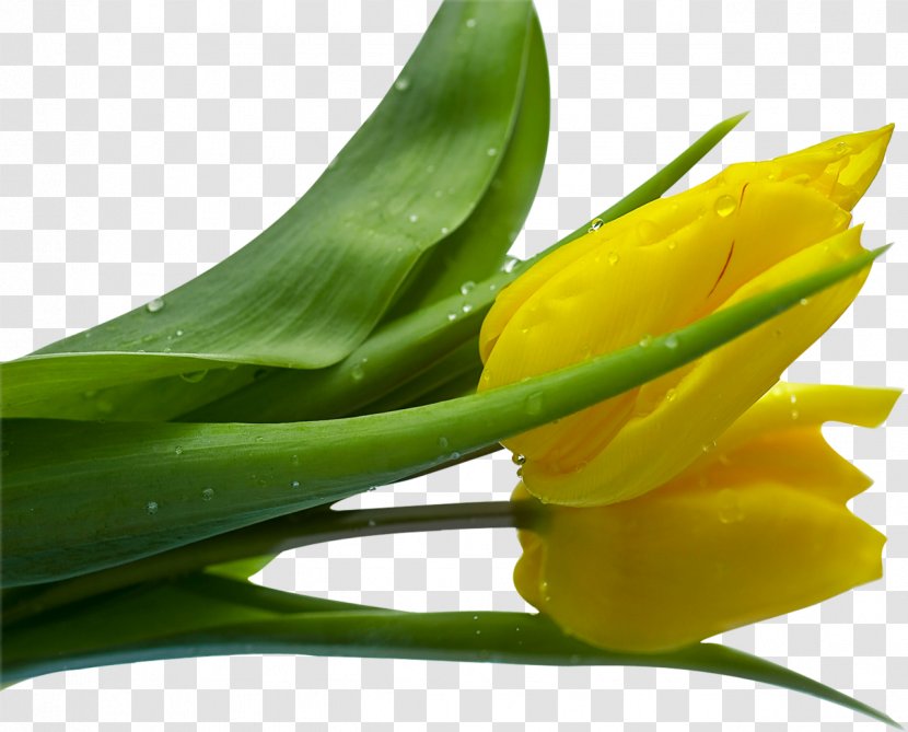 Tulip Flower Bouquet Clip Art - Transparency And Translucency Transparent PNG