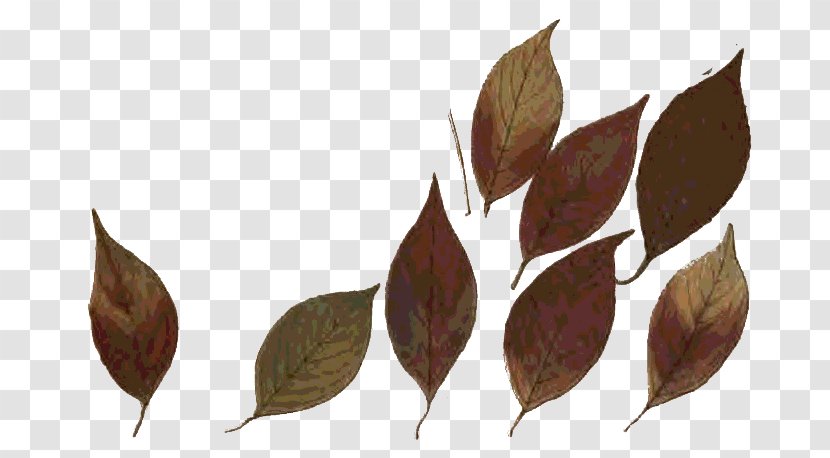 Twig Autumn Leaf Color Printing - Grupo Transparent PNG