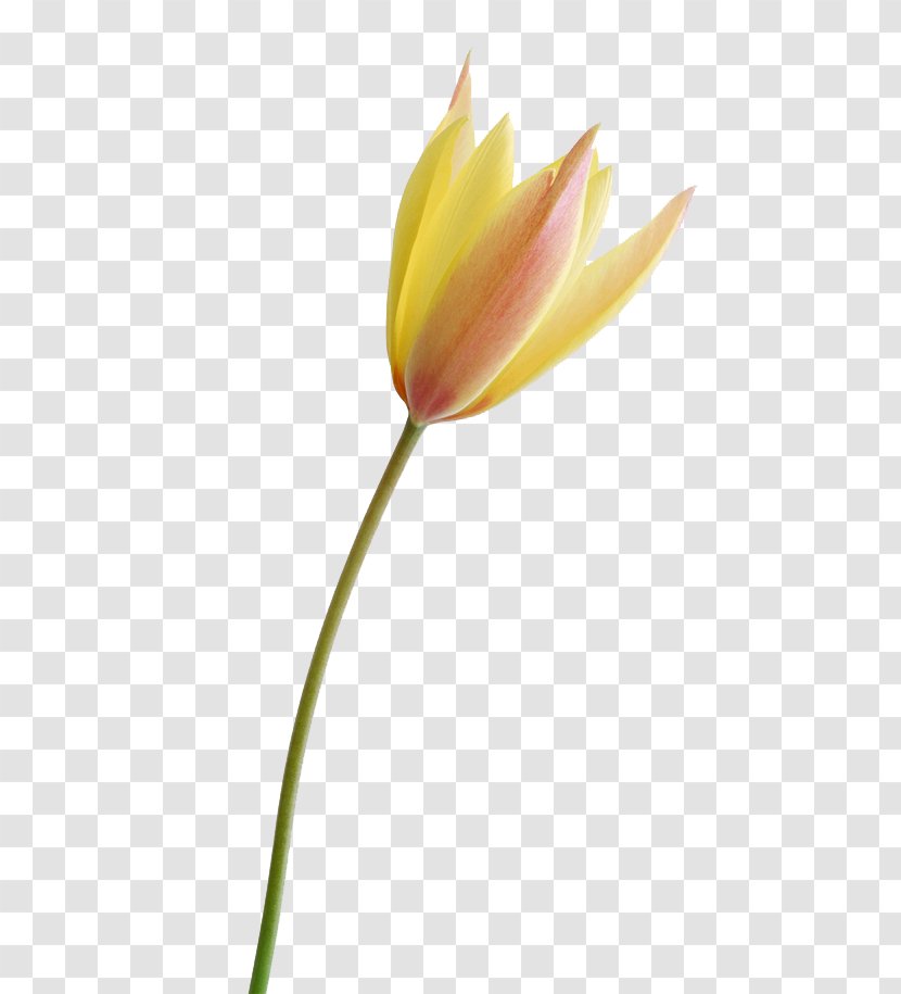 Tulip Flower - Pink Flowers - Gimp Transparent PNG